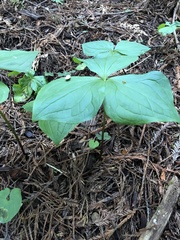 Trillium ovatum
