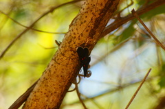 Melanis acroleuca acroleuca