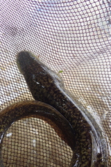 Anguilla marmorata