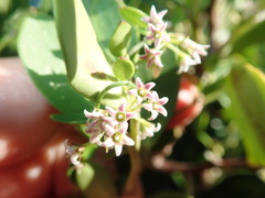 Astephanus triflorus