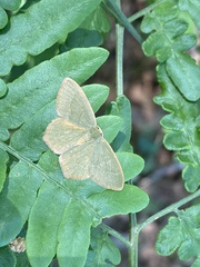 Thalera pistasciaria