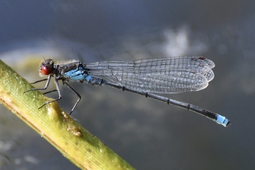 Red-eyed Damselfly