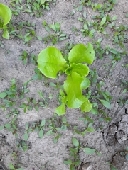 Lactuca sativa
