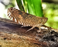 Lophopidae
