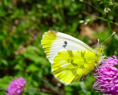 Anthocharis euphenoides