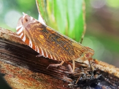 Lophopidae
