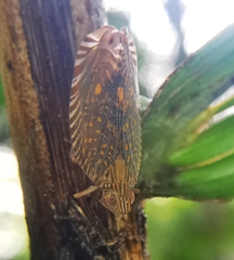 Lophopidae