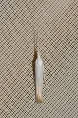 Coleophora albidella