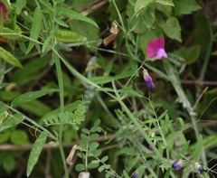 Lathyrus clymenum