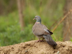 Columba palumbus casiotis