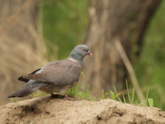 Columba palumbus casiotis