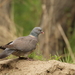 Asian Wood Pigeon - Photo (c) Andrew Bazdyrev, some rights reserved (CC BY), uploaded by Andrew Bazdyrev