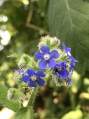 Pentaglottis sempervirens
