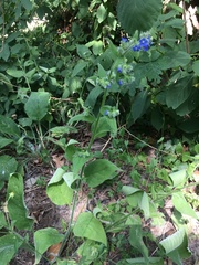 Pentaglottis sempervirens