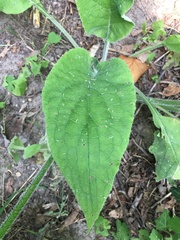 Pentaglottis sempervirens