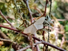 Scopula floslactata