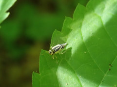 Evacanthus bellaustralis