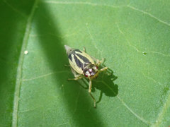 Evacanthus bellaustralis