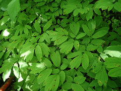 Passalora caulophylli