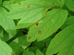 Passalora caulophylli