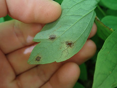 Passalora caulophylli