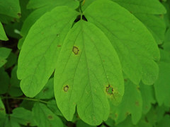 Passalora caulophylli