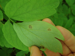 Passalora caulophylli