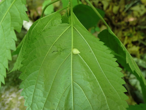 Wood Nettle Gall Midge photo 6
