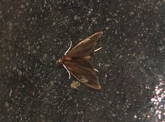 Perispasta caeculalis