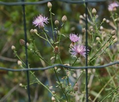 Centaurea aplolepa