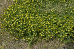 Lotus ornithopodioides