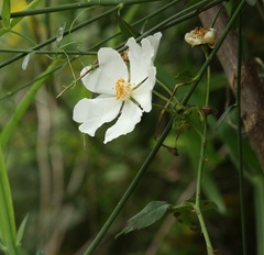 Rosa arvensis