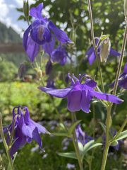 Aquilegia alpina