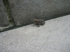Bufo gargarizans