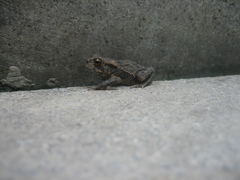 Bufo gargarizans