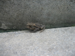 Bufo gargarizans