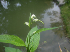 Persicaria lapathifolia
