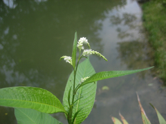 Persicaria lapathifolia