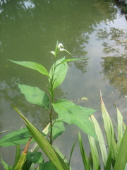 Persicaria lapathifolia
