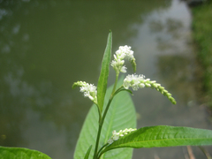 Persicaria lapathifolia