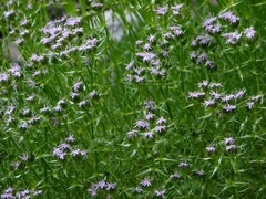 Drypis spinosa jacquiniana