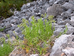 Drypis spinosa jacquiniana