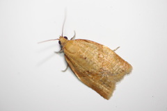 Clepsis consimilana