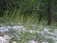 Scrophularia juratensis