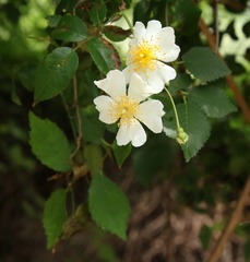 Rosa arvensis