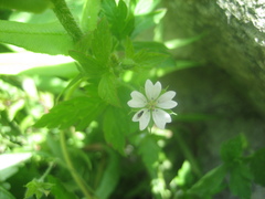 Geranium sibiricum