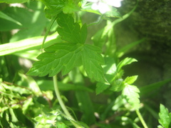 Geranium sibiricum