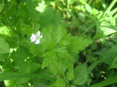 Geranium sibiricum
