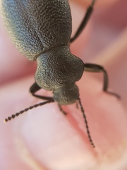 Eleodes scabrosa