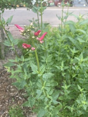 Scrophularia macrantha